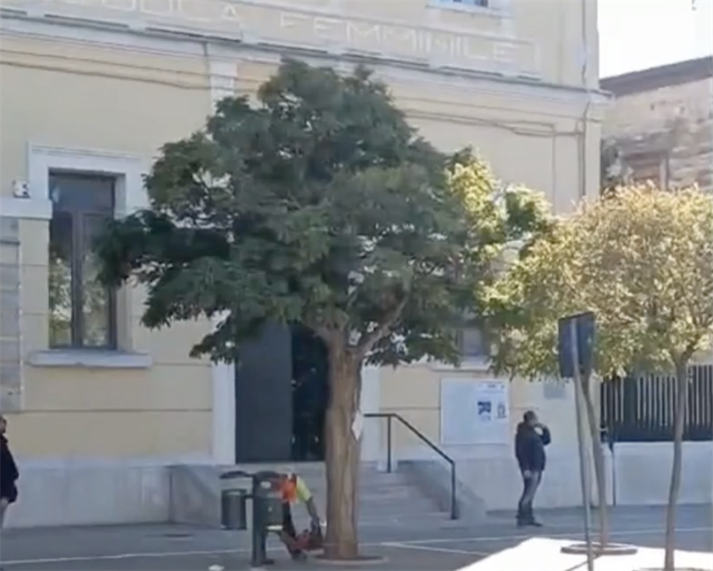 La robinia della scuola La robinia della scuola