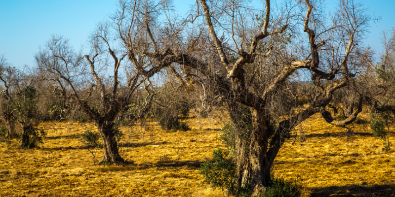 Xylella Xylella