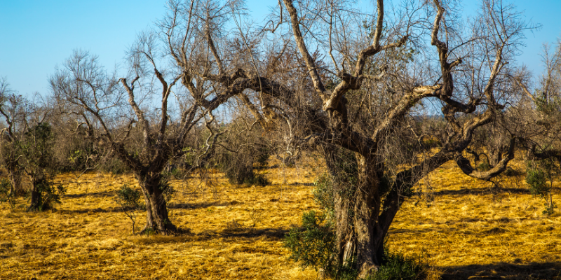 Xylella