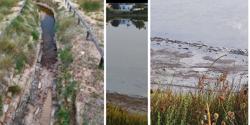 Salina, a sinistra il canale otturato, a destra i pesci morti Salina, a sinistra il canale otturato, a destra i pesci morti