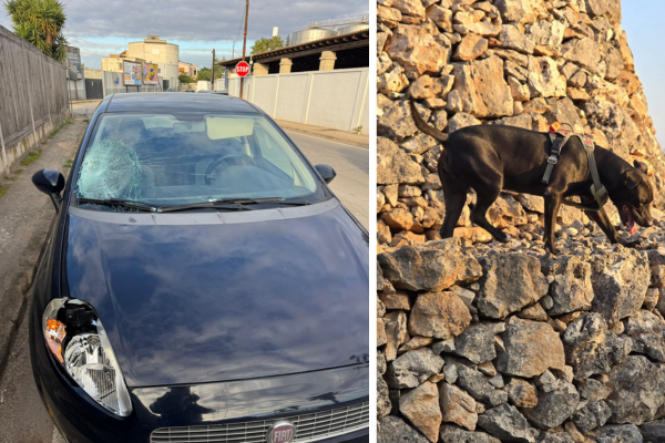 L'auto dell'investitrice e il cane smarrito L'auto dell'investitrice e il cane smarrito