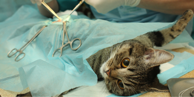 Sterilizzazione gatto Sterilizzazione gatto