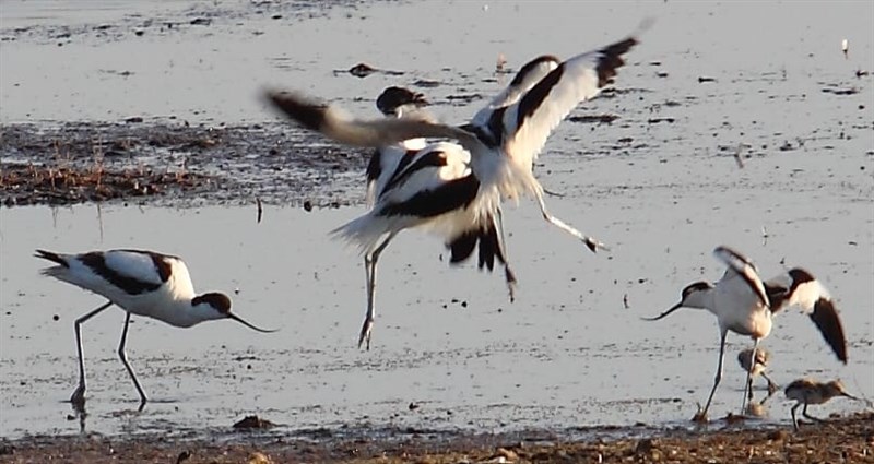 Danza delle Avocette, Salina Monaci, marina di Manduria, luglio 2023