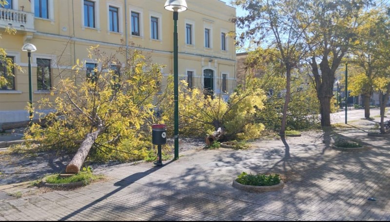 Abbattimento degli alberi
