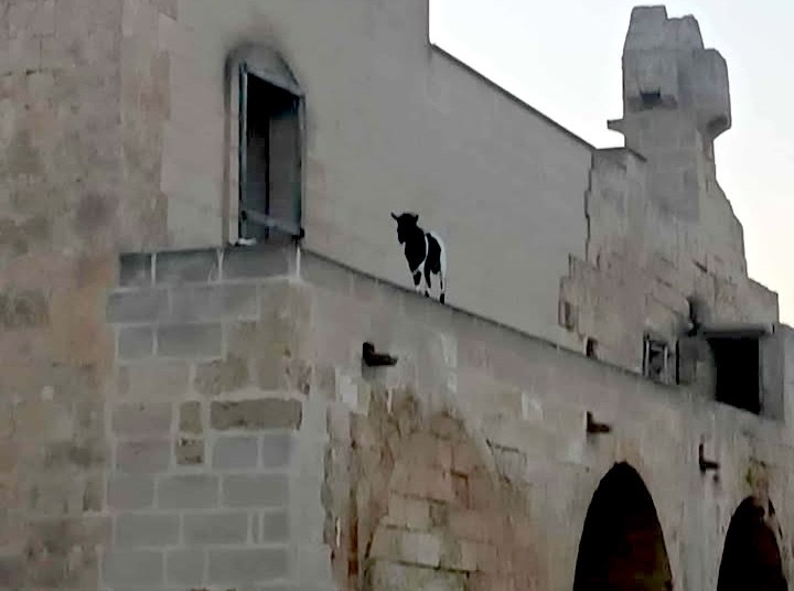 Tre caprette sul balcone del vecchio monastero di San Pietro in Bevagna