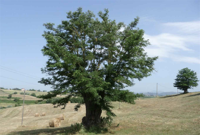 Una robinia ultrasecolare in provincia di Roma