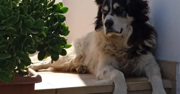 Il cane Ettore Il cane Ettore