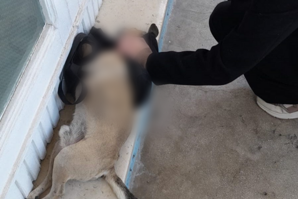 Cane ucciso da un'auto pirata lasciato davanti allo studio del veterinario - IL VIDEO