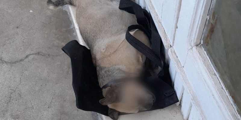 L'animalista accusa: Manduria non garantisce il soccorso immediato agli animali 