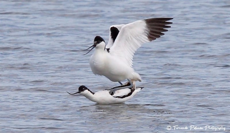 L’accoppiamento dell'Avocetta, Salina dei Monaci Manduria, marzo 2025