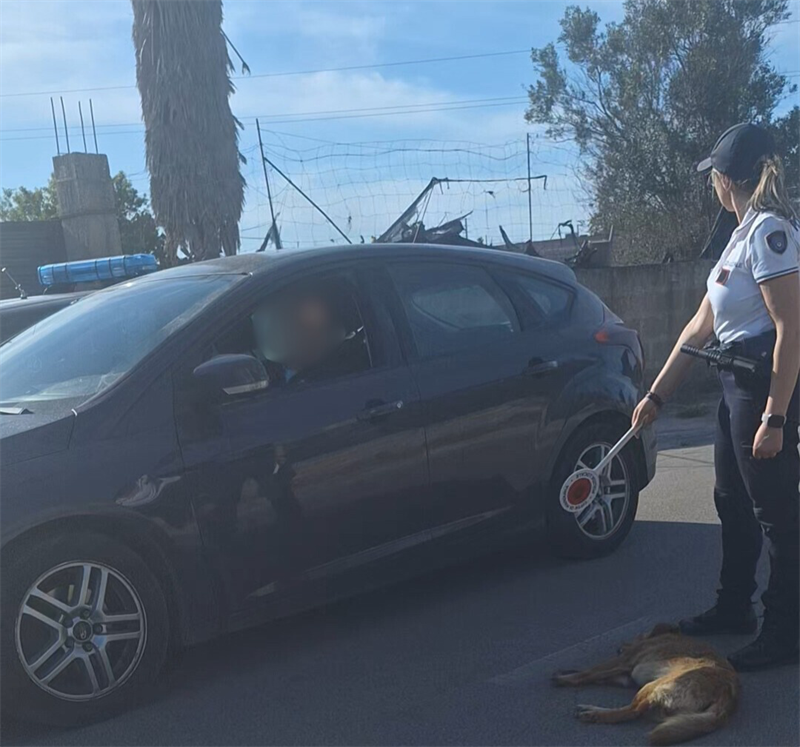 Il povero cane investito Il povero cane investito