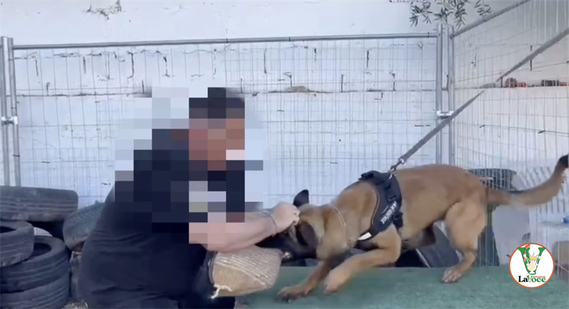 Addestratore di cani violento, il video shock e la denuncia dell'associazione animalista IL VIDEO