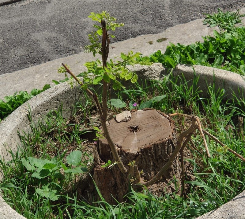 I nuovi germogli di Robinia