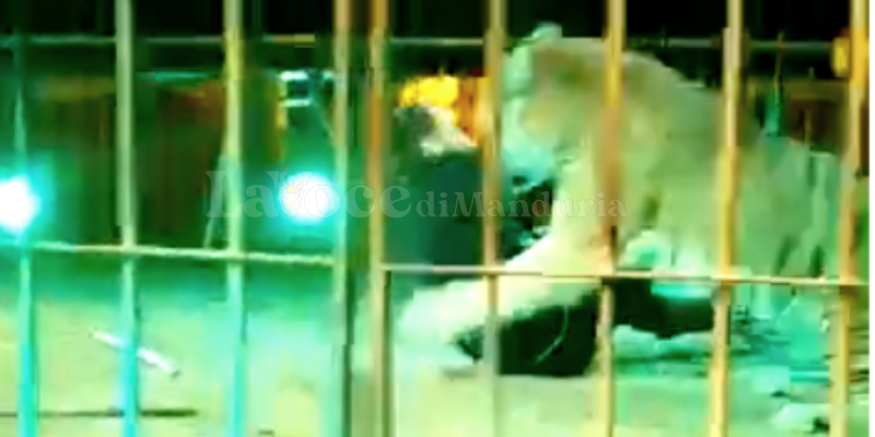L'assalto della tigre L'assalto della tigre