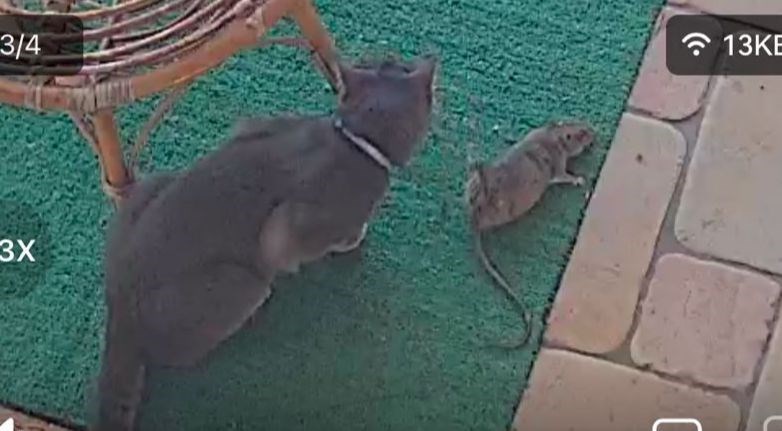 Il gatto con la preda