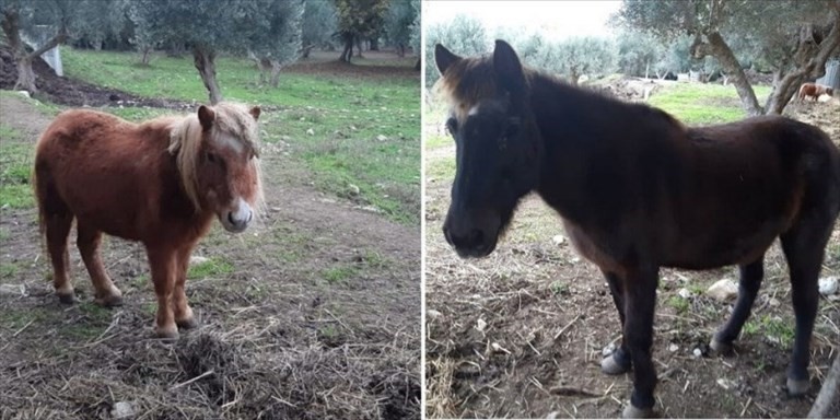 Le due pony adottate