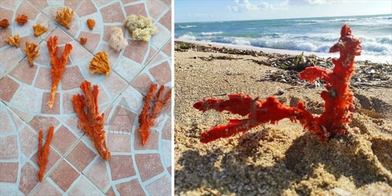 I coralli di Borraco I coralli di Borraco