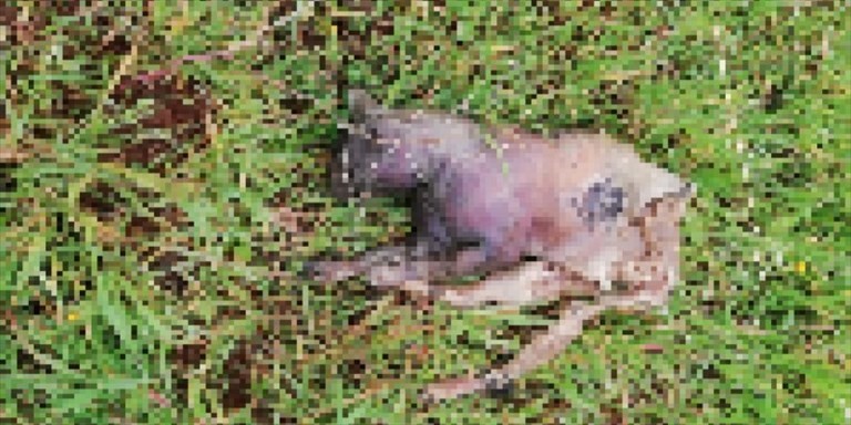 Il gatto ritrovato nella busta Il gatto ritrovato nella busta