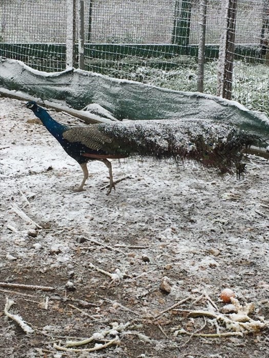 Manduria, pavone innevato