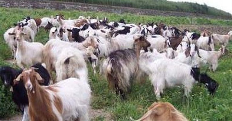 Ricerca diossina nel latte Ricerca diossina nel latte