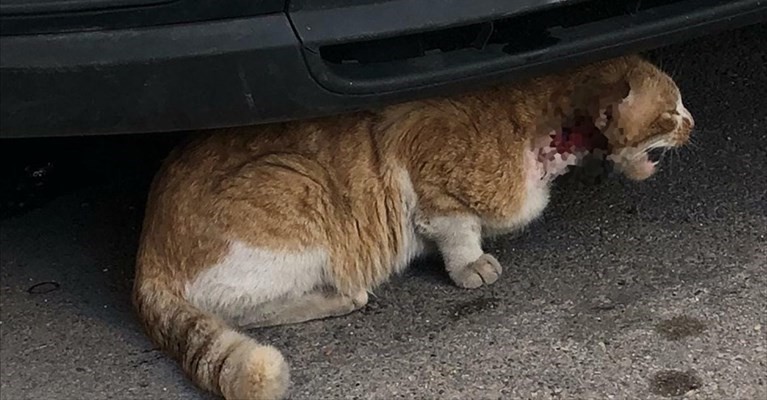 Il gatto ferito Il gatto ferito