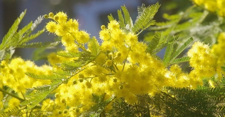 Mimosa