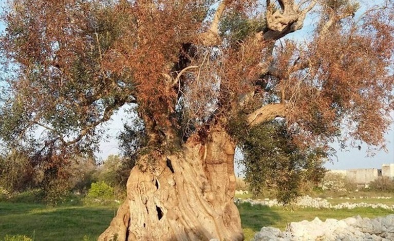 Albero colpito dalla Xylella Albero colpito dalla Xylella