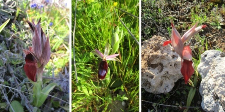 Orchidee selvatiche Orchidee selvatiche