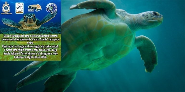 Caretta Caretta Caretta Caretta