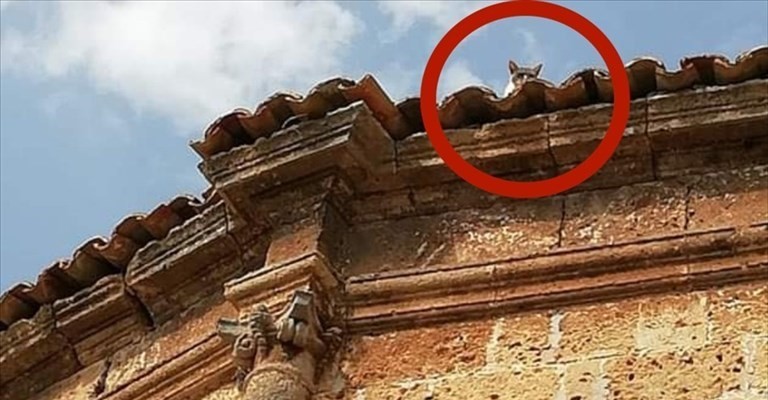 La gatta Sissi sul tetto La gatta Sissi sul tetto