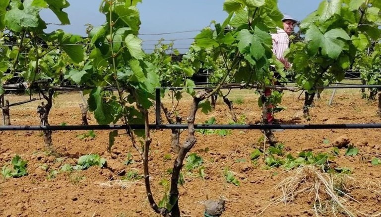 Vigna Vigna
