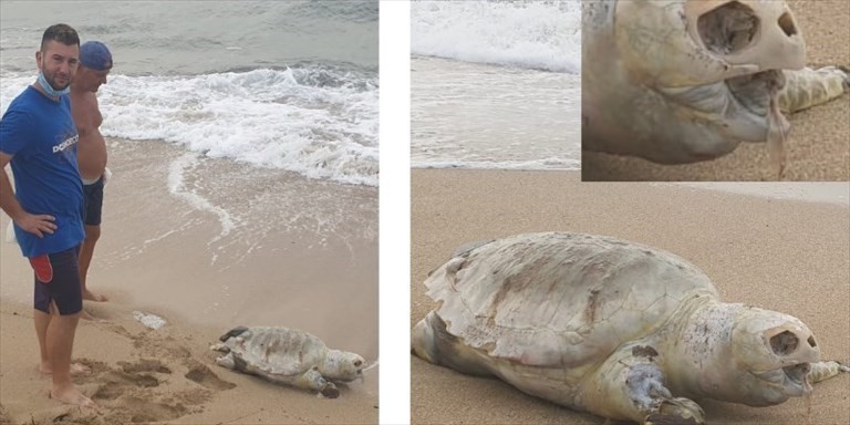 Tartaruga spiaggiata