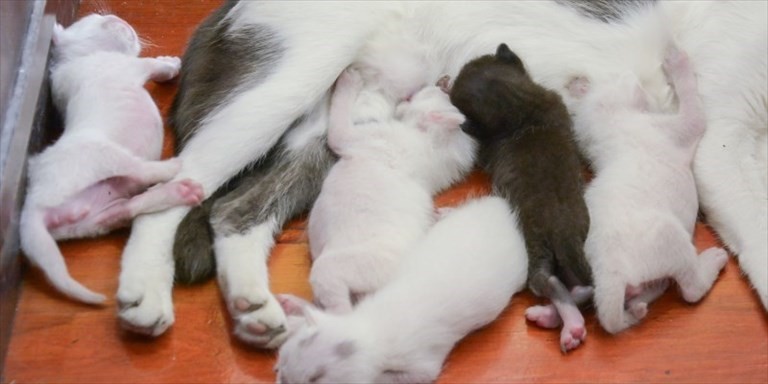 Gattini che allattano (Foto d Gattini che allattano (Foto d