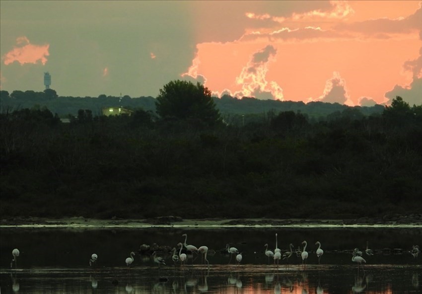 L'aurora sulla Salina dei Monaci