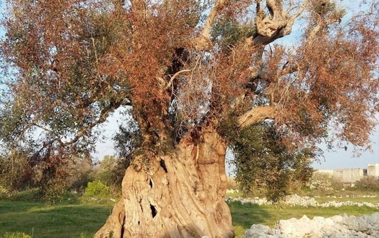 Albero colpito dalla Xylella