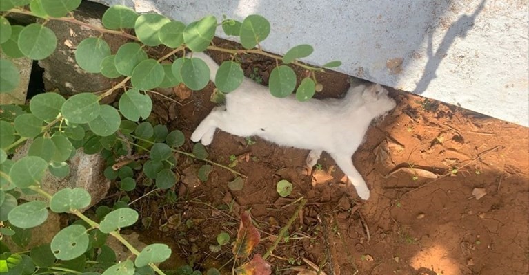 Il corpo del gatto senza vita Il corpo del gatto senza vita