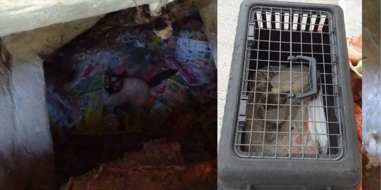 Il gatto ferito recuperato Il gatto ferito recuperato
