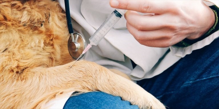 Veterinario