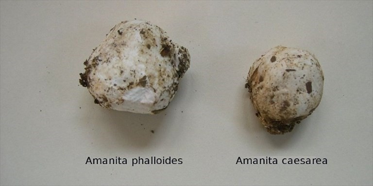 I due funghi simili I due funghi simili