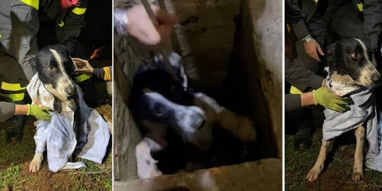 Il cane salvato