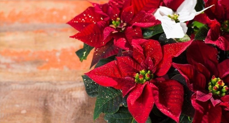 Stella di Natale Stella di Natale