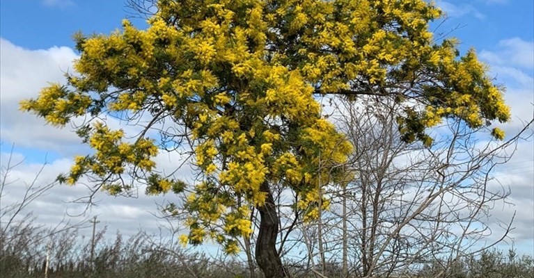 Mimosa fiorita