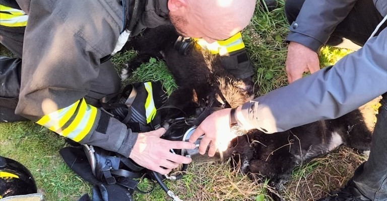 Il cucciolo rianimato dai vigili del fuoco Il cucciolo rianimato dai vigili del fuoco