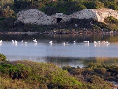 Il risveglio dei fenicotteri rosa alla Salina Il risveglio dei fenicotteri rosa alla Salina