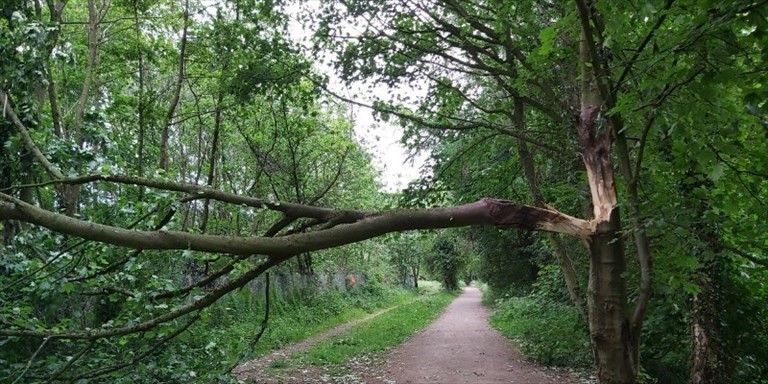 Albero spezzato dal vento Albero spezzato dal vento