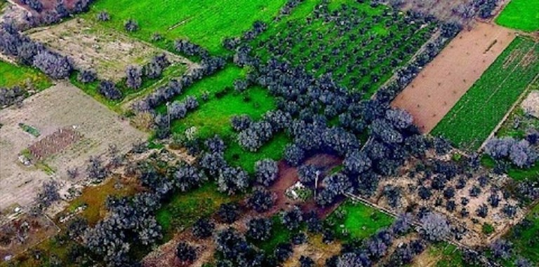 Xylella Xylella