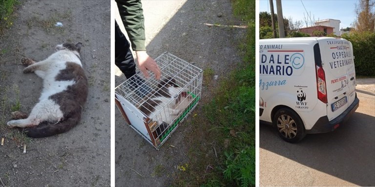 Il gatto ferito Il gatto ferito