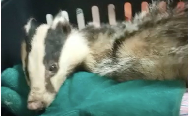 Il tasso ferito Il tasso ferito