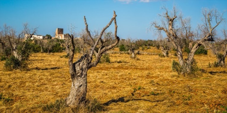 effetti della Xylella