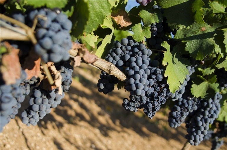 Primitivo Primitivo
